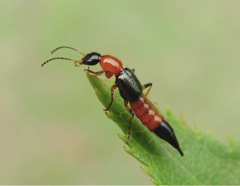 アオバアリガタハネカクシの対処法 やけど虫 が夏に九州で増加 注意してください まったり考察部屋withps5