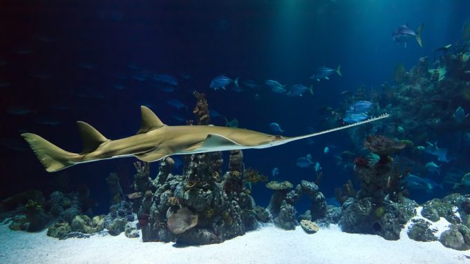 日本の海に生息する人食いサメの種類と対処法まとめ 実際被害はどれくらいあるのか サメは何類なの