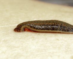 山ヒルに噛まれたら 時期と日本にいる種類と予防 対処方法まとめ 川蛭にも注意を